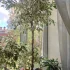 Фикус Бенджамина