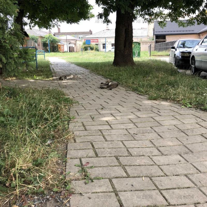 И котикам в жару тяжело