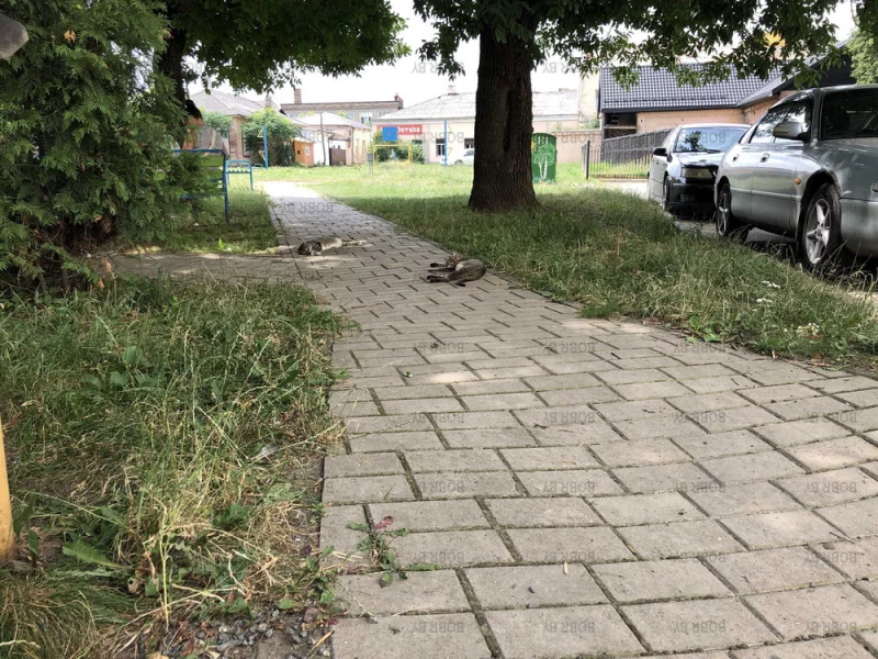 И котикам в жару тяжело