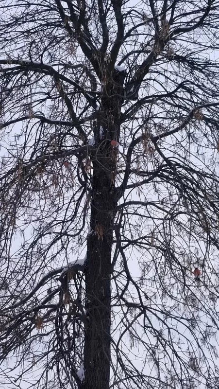 Снегири в городе