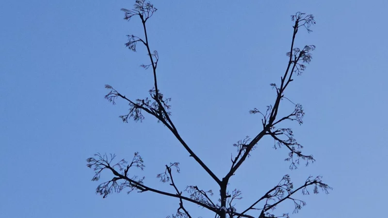 Ягоды рябины то ли осыпались, то ли их съели