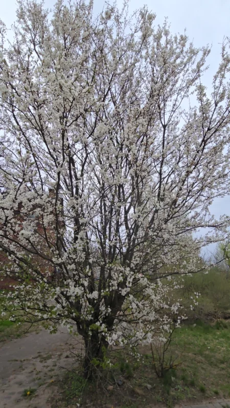 Весна в городе