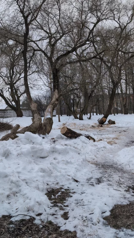 В горпарке спилили стелющиеся ветлы рядом с прудами