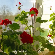 Клубни георгинов, герани