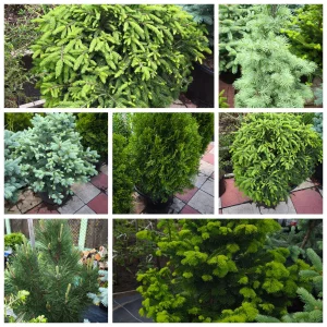 Декоративных растений