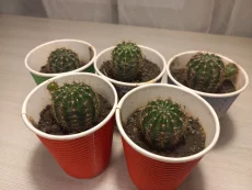 Деток цветущего кактуса