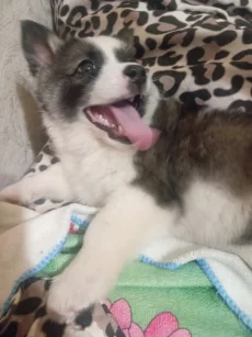 Отдам щенка