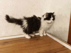 Прелестная мурчалка в добрые руки