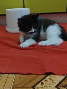Красивые Котята