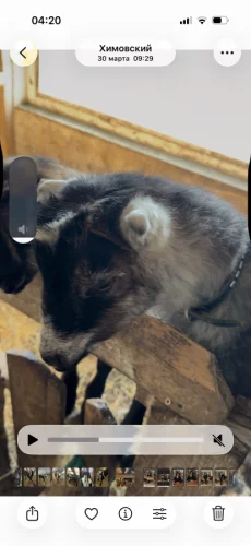 Козочки ламанча