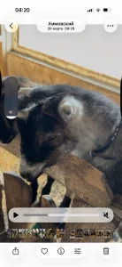 Козочки ламанча