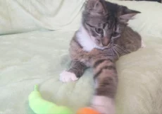Котенок ищет дом