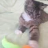 Котенок ищет дом