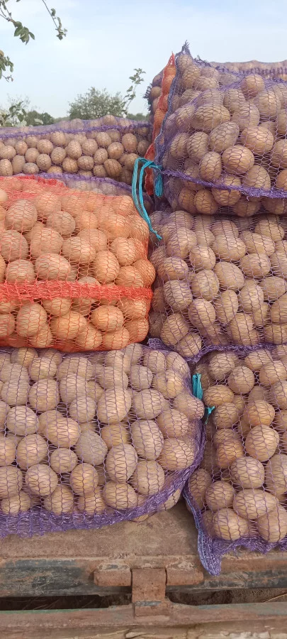 Картофель, сорт Гала, Королева Анна. Доставка