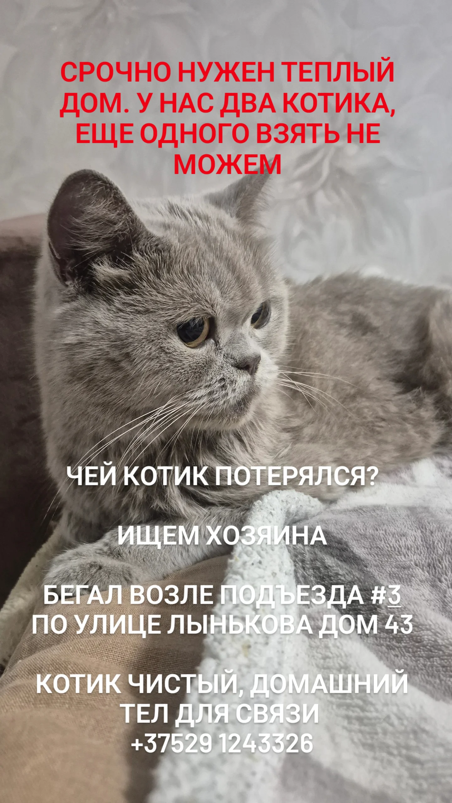 Найдем пушистик!