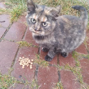 Котенок 4-5 мес