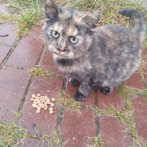 Котенок 4-5 мес