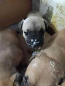 Щенки американский стаффордширский терьер