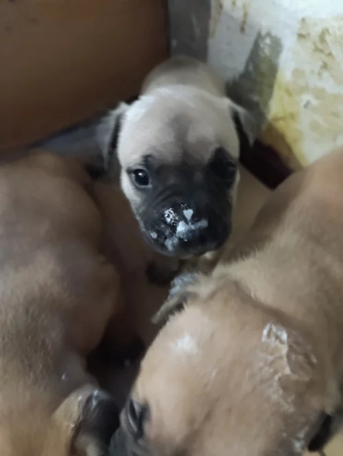 Щенки американский стаффордширский терьер