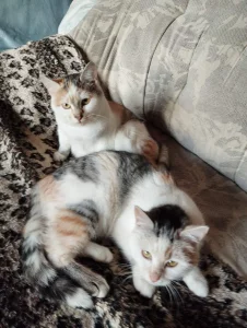 Пушистые и ласковые кошечки ищут свой дом