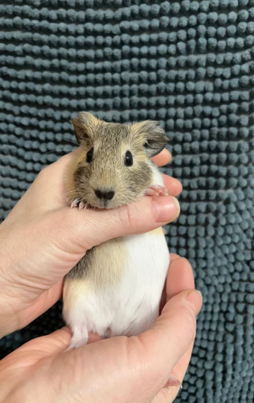 Морская свинка самка