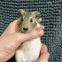 Морская свинка самка