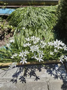 Многолетники