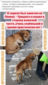 Пропала собака