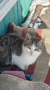 Бесплатно шикарный котёнок