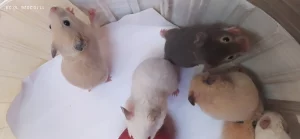 Хомяки сирийские
