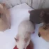 Хомяки сирийские