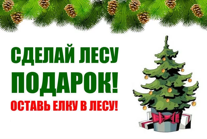 Бобруйчане, оставьте елки в лесу