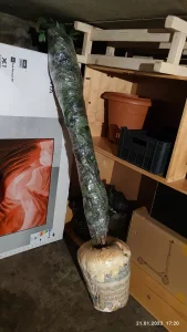 Декоративное дерево