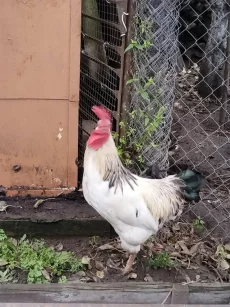 Петух адлерское серебро