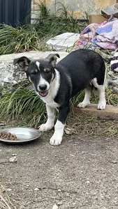 Щенок ищет дом