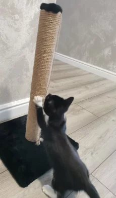 Ищем дом для котенка
