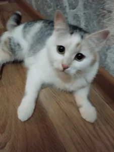 Кошечка в добрые руки