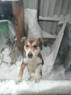 Пропала собака!