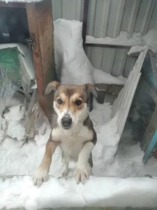 Пропала собака!