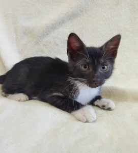 Котёнок девочка