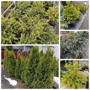 Декоративных растений