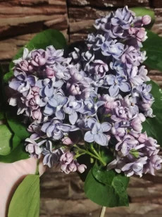 Сирень махровая (белая и фиолетовая)