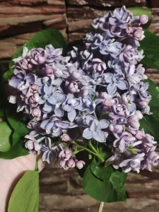 Сирень махровая (белая и фиолетовая)