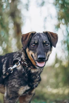 Тео ищет дом