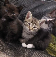 Отдаём Бесплатно котят