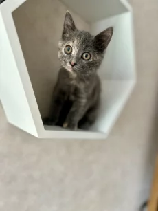 Прелестный котенок ищет дом