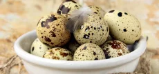 Перепелов разных пород и возрастов. Яйцо инкубационное