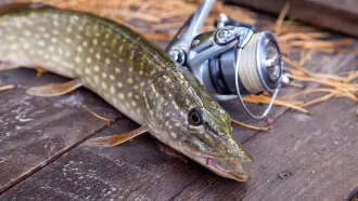 С 1 марта запрещен лов щуки на время нереста