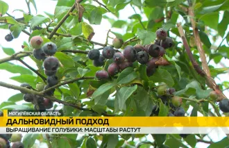 Бобруйский лесхоз увеличил площадь посадок голубики в 8 раз