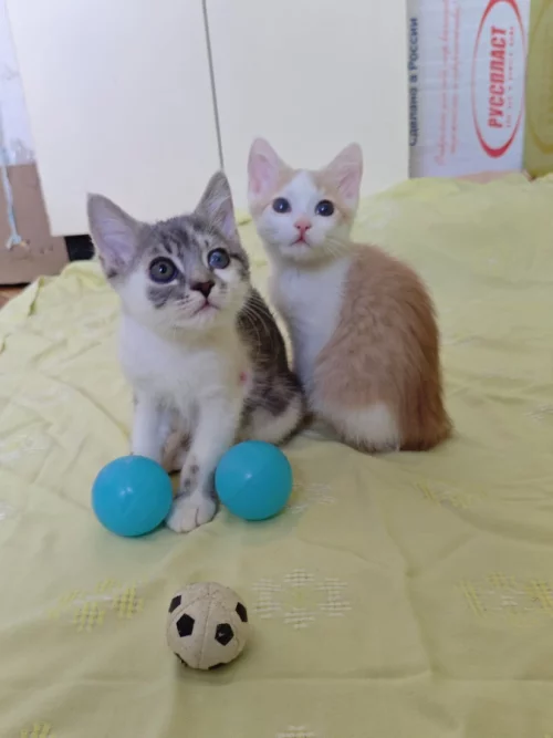 Красивые Котята